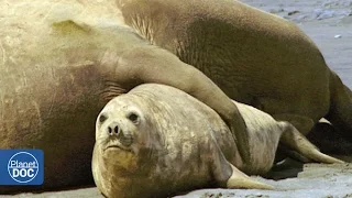 Elephant Seals Mating: Patagonia