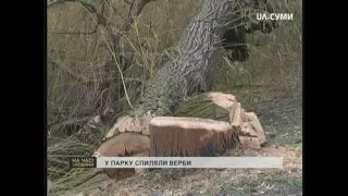 У Сумському парку «Казка» спиляли 10 верб