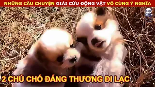 Giải Cứu 2 Chú Chó Con Đi Lạc Vô Cùng Đáng Thương || Review Con Người Và Cuộc Sống (P28)