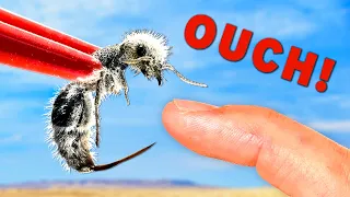 OUCH! Stung by a Rare Panda Ant!