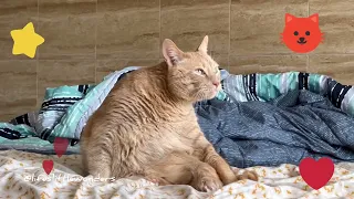 CLEAN KITTY🧡🐈🧡 #cleankitty #orangecat #beans #catvideos #sosweet #youtube #youtubevideos #video #yt