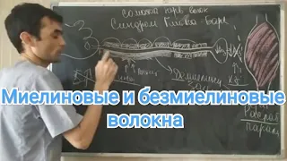 Физиология ЦНС. Миелиновые и безмиелиновые нервные волокна.