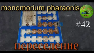 Переселение муравьёв фараонов в формикарий. Гигантская колония Monomorium pharaonis, сборка лабиринт