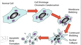 Near Death Experiences at the Cellular Level