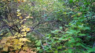 🌳 Дуб. Роль "ивановых" побегов и кустарников в успешном развитии. 🌱↗️🌳