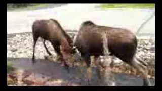 Watch Moose Fight in a Quiet Alaska Suburb - BBC Documentary Official