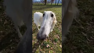 Borzoi na vida real (Cão de Focinho Longo) #borzoi #meme