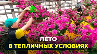 В Ноябрьске спеют овощи и распускаются цветы