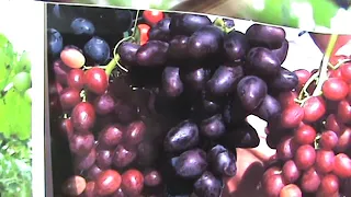 виноград ранний на рынокТалдун,Каталония,Велес,Атос,Вкус Детства
