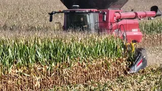 15” Corn Harvesting, Case IH 8250, September 2022