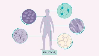 Stem cells: What are they and what can they do?