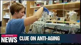 Researchers find ways to delay aging, extend human lifespan by increasing eNAPMT enzyme