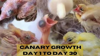 BABY CANARY FROM DAY 1 TO DAY 30 | BABY CANARY GROWTH