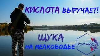 Кислота выручает! Щука на мелководье.