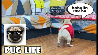 habulan | pug vs rc crawler