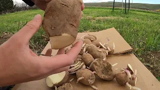 The Best Way to Prepare Your Potatoes to Plant