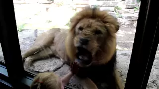 Scary lion wants to eat kids