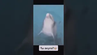 Дельфин🐬 претворяется акулой🦈.