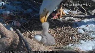 Big Bear Eagles welcome new chick