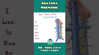 Inferior Vena Cava - tributaries: mnemonic| Anatomy | #shorts