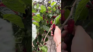 #grape #fruit #nature #green #grass #viral #erbil #2024 #minivlog #ganjancity #kurdistan #vlog #fyp