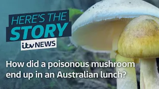 Mystery mushroom poisonings: The Australian lunch that ended with three dead | ITV News