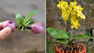 Miraculously, Onions help orchids take root immediately and flowers bloom all year round