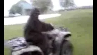 Bigfoot Rides a Fourwheeler!