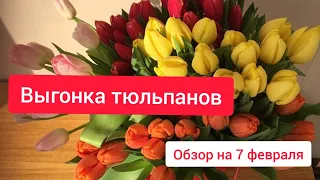 ⚫Выгонка тюльпанов к 8 марта | Обзор сортов на 7 февраля