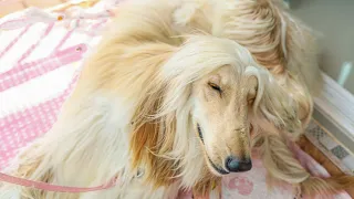 Fan dry an Afghan Hound coat