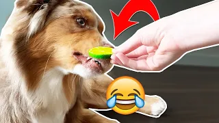 cat reaction to cutting cake funny dog cake reaction compilation 2022