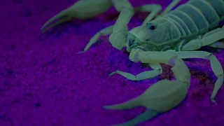 Ultraviolet Scorpion Captures Prey | Wonders of Life with Brian Cox | BBC Earth