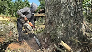 WRONG CALCULATION FOR THE HOUSE BECOMES A VICTIM‼️CUTTING THE LARGE TREMBESI TREE STIHL#ms660#ms070