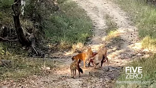 Dholes Eating Young Nilgai Alive.