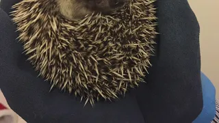 Watch This Before You Buy A Pygmy Hedgehog