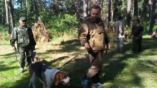Ринг выжлецов (Алтайская краевая выставка охотничьих собак 2018)