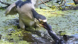 BLACK-CROWNED NIGHT HERON EATS EEL-LIKE SALAMANDER