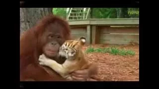 Orangutan Babysits Tiger Cubs new