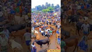 The second largest cow market in Bangladesh  Look at the huge cows