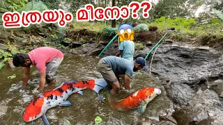 കുളം വറ്റിച്ചപ്പോ കിട്ടിയ മീനുകളെ കണ്ടോ??? | Amazing Pond Fishing