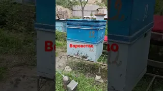 Воровство пчёл