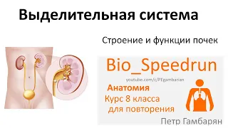 20. Выделительная система (Speedrun анатомия 8 класс, ЕГЭ, ОГЭ 2021)