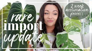 DID These Plants Acclimate? | 2 Week Houseplant Import UPDATE | How To Care For Imported Rare Plants