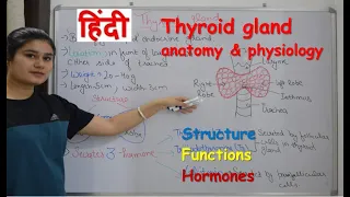 Thyroid gland anatomy & physiology in Hindi || functions || structure || hormones || parathyroid