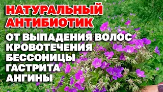 ЦЕЛИТЕЛЬНАЯ СИЛА ПОЛЕВЫХ ЦВЕТОВ ГЕРАНЬ ЛУГОВАЯ СБОР ИЮНЬ @natureMarusya