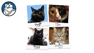 Simon's Real Cats