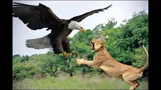 Eagle vs Lion real Fight - Wild Animals Attack