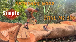 SIMPLE SKILLS‼️ KAYU KETAPANG BESAR DIOLAH MENJADI PAPAN MENGGUNAKAN MESIN GERGAJI STIHL MS 070