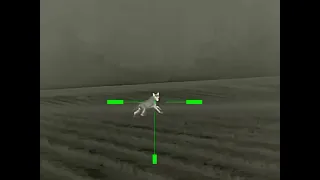 6mm arc coyote hunt