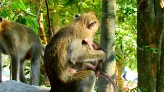 Update monkeys Forest
